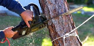 Tree and Shrub Care in Clear Lake Shores, TX