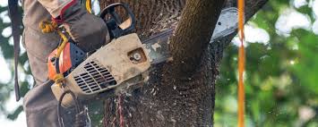 Why Choose Our Tree Removal Services in Clear Lake Shores, TX?