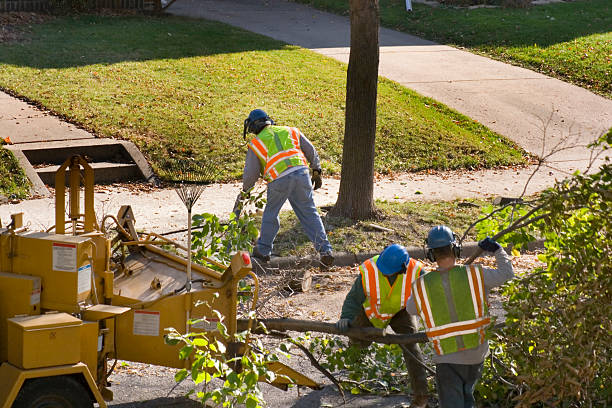 Reliable Clear Lake Shores, TX  Tree Services Solutions